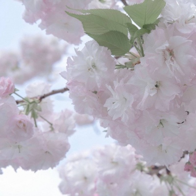 Furry兽圈经典作品解读福瑞群